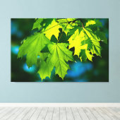 新緑のカエデ葉メ キャンバスプリント (インサイチュ (ウッドフロア))