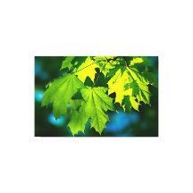 新緑のカエデ葉メ