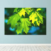 新緑のカエデ葉メ キャンバスプリント (インサイチュ (ウッドフロア))