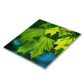 新緑のカエデ葉メ タイル (側面)