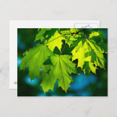 新緑のカエルの葉 ポストカード (正面/裏面)