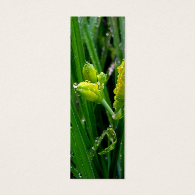 新緑の春のユリは雨の滴で芽を出す。 (正面)