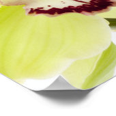 新緑の蘭 – 白で孤立 ポスター (角)