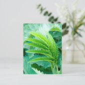 新緑葉 ポストカード (スタンド正面)