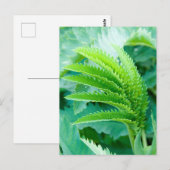 新緑葉 ポストカード (正面/裏面)