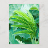 新緑葉 ポストカード (正面)