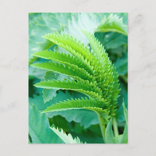 新緑葉 ポストカード (正面)