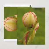 新芽のチューリップ ポストカード (正面/裏面)