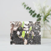 新芽を出した苗 ポストカード (スタンド正面)