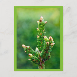 新芽クリスマスツリー葉書 シーズンポストカード