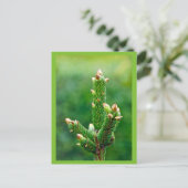 新芽クリスマスツリー葉書 シーズンポストカード (スタンド正面)