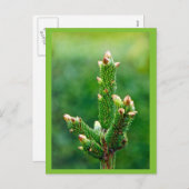 新芽クリスマスツリー葉書 シーズンポストカード (正面/裏面)