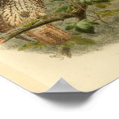 新規イギリスホークフクロウ鳥色ヴィンテージプリント ポスター (角)