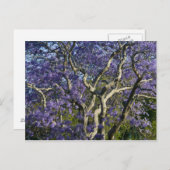 新農園で咲くジャカランダの木2 ポストカード (正面/裏面)