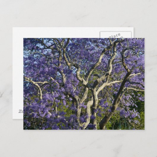 新農園で咲くジャカランダの木2 ポストカード (正面/裏面)