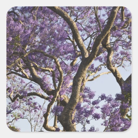 新農園で咲くジャカランダの木 スクエアシール (正面)