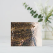 新雪のヨッラ・ボリー… ポストカード (スタンド正面)