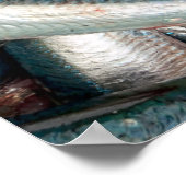 新鮮なイワシ ポスター (角)