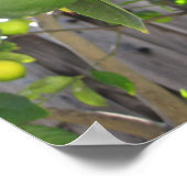 新鮮なライム ポスター (角)