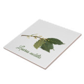 新鮮な月桂樹葉の タイル (側面)