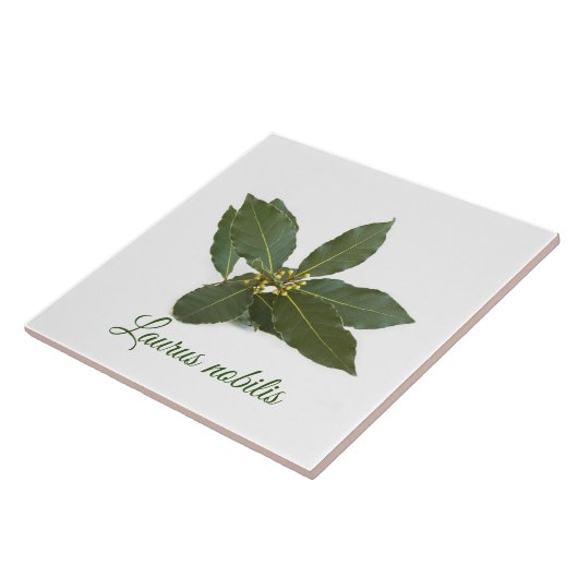 新鮮な月桂樹葉の タイル (側面)