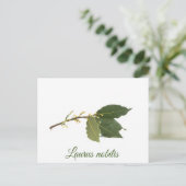 新鮮な月桂樹葉の ポストカード (スタンド正面)