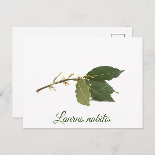 新鮮な月桂樹葉の ポストカード (正面/裏面)