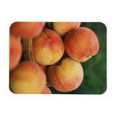 新鮮な桃 マグネット (横)