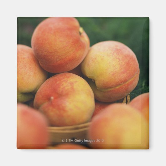 新鮮な桃 マグネット (正面)