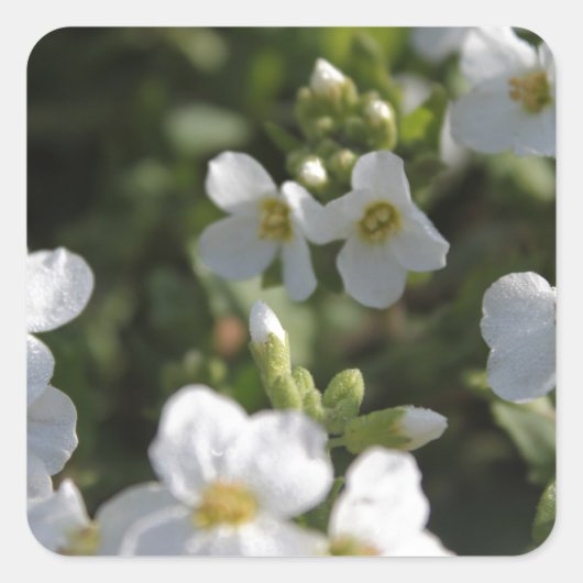 新鮮な白い夏の庭の花と緑の葉 スクエアシール (正面)