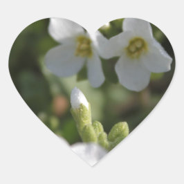 新鮮な白い夏の庭の花と緑の葉 ハートシール