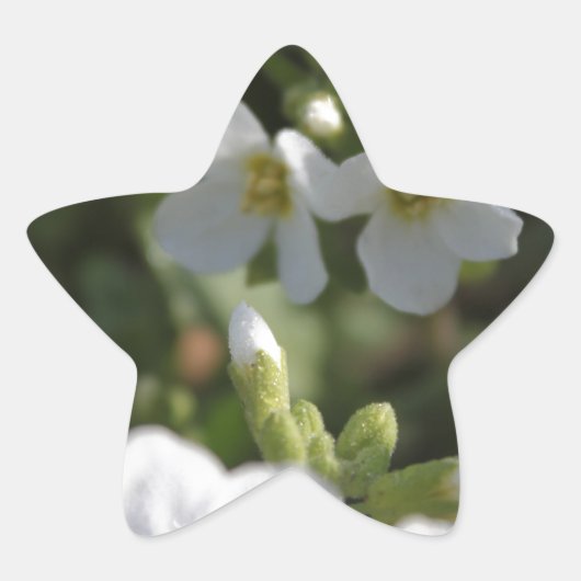 新鮮な白い夏の庭の花と緑の葉 星シール (正面)