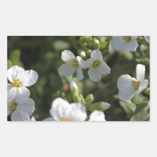 新鮮な白い夏の庭の花と緑の葉 長方形シール (正面)