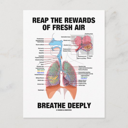 新鮮な空気が深く息づく報酬を得る ポストカード (正面)