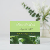 新鮮な緑の日付を保葉つ 案内ポストカード (スタンド正面)