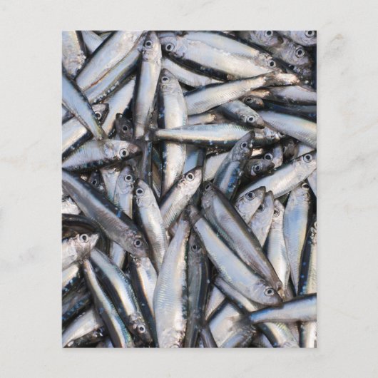 新鮮な魚のキャッチ – 食品成分。 チラシ (正面)