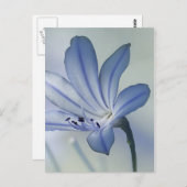 新鮮青の花写真 ポストカード (正面/裏面)