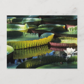 旅行で7枚のポストカードを集める ポストカード