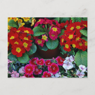 旅行用はがき4 ポストカード