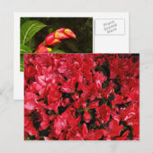 旅行用はがき5 ポストカード (正面/裏面)