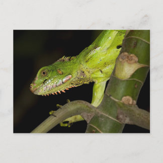 旅行集金はがき12 ポストカード