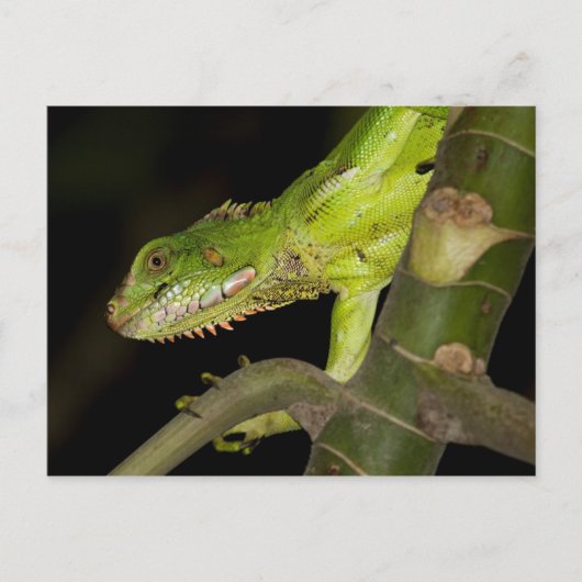 旅行集金はがき12 ポストカード (正面)