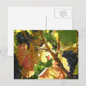 旅行集金はがき65 ポストカード (正面/裏面)