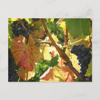 旅行集金はがき65 ポストカード