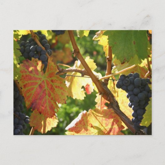 旅行集金はがき65 ポストカード (正面)