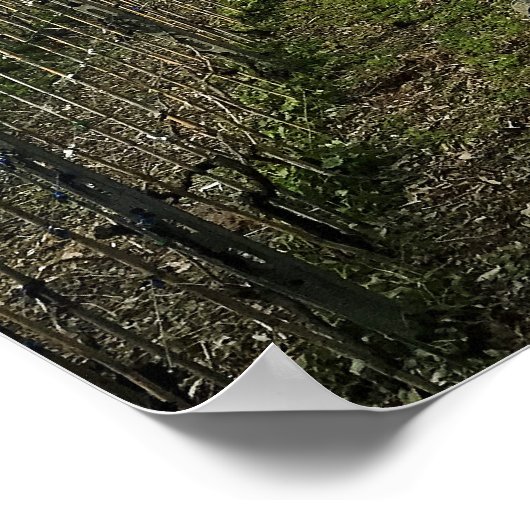 旅行 |イタリア – モンテロッソ冬のブドウ園 ポスター (角)