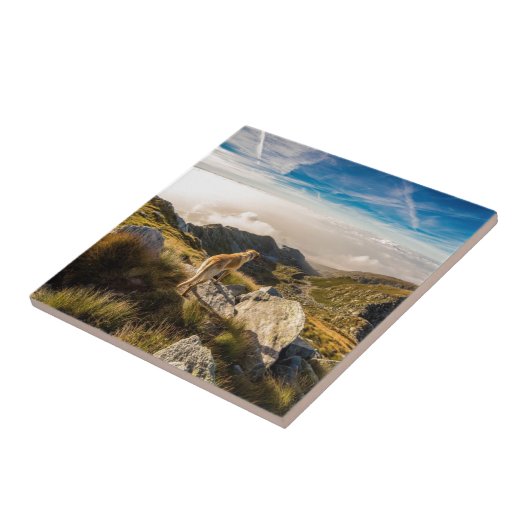 旅行 タイル (側面)