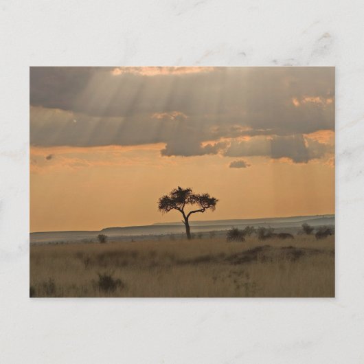 日が午後を通じて輝く ポストカード (正面)