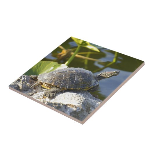 日に晒すこと タイル (側面)