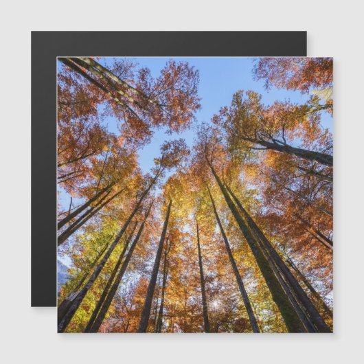 日に焼けた秋の木 (正面/裏面)